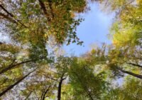 Credits: Simon Drollinger, Universität Göttingen