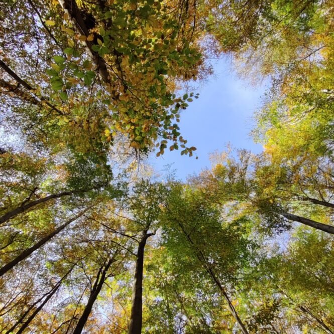 Credits: Simon Drollinger, Universität Göttingen