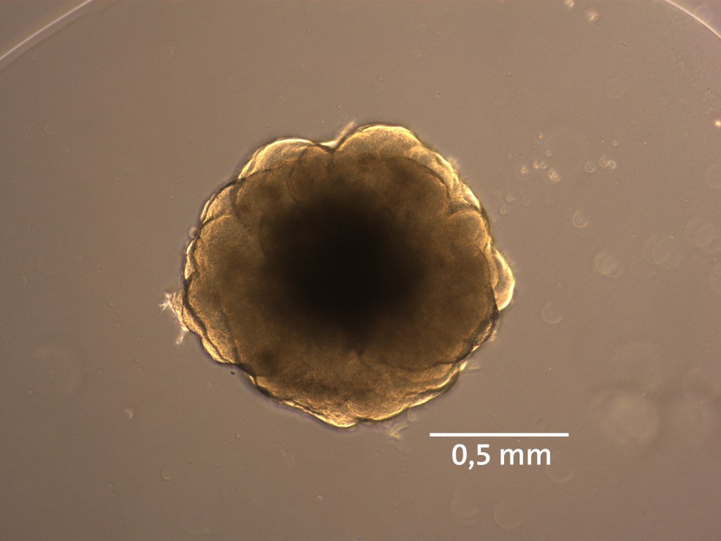 Credits: Lidiia Tynianskaia, Deutsches Primatenzentrum GmbH