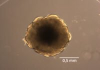 Credits: Lidiia Tynianskaia, Deutsches Primatenzentrum GmbH