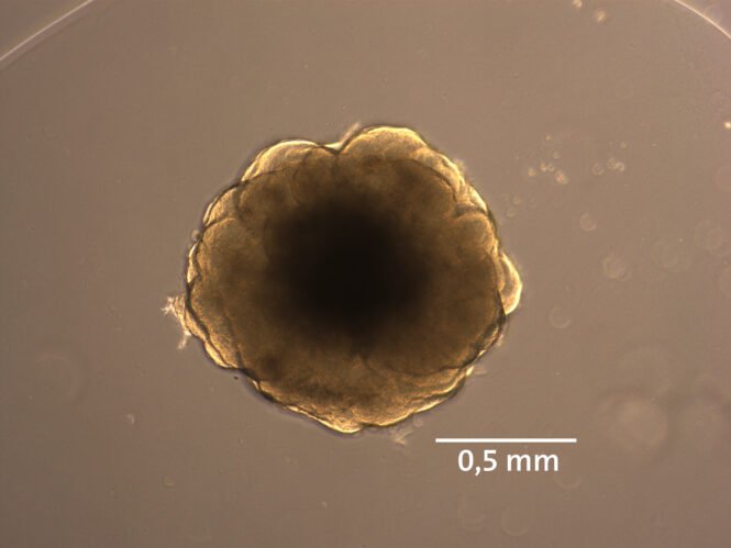 Credits: Lidiia Tynianskaia, Deutsches Primatenzentrum GmbH