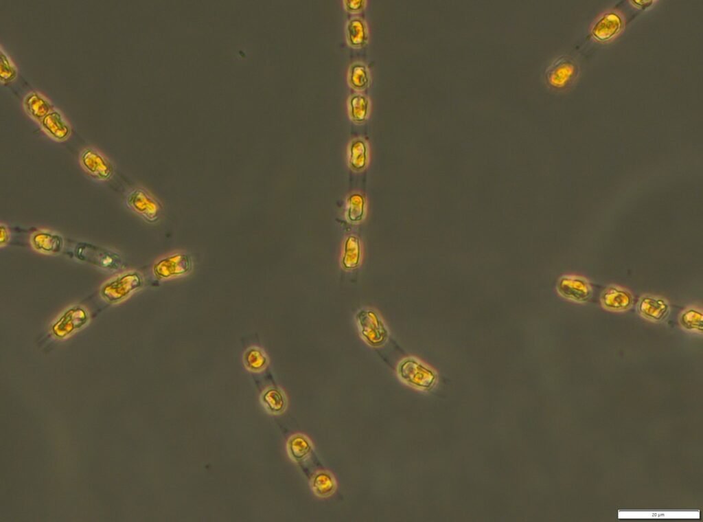 Credits: S. Bolius, IOW