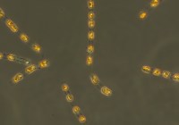 Credits: S. Bolius, IOW