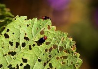 Credits: ulleo, pixabay