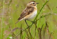 Credits: Graeme Travers, pexels