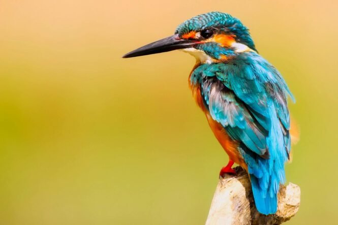 close up photo of perched kingfisher | Pugnalom