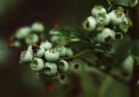 Credits: Roman Odintsov, pexels