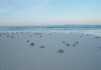 Credits: TEE, pexels