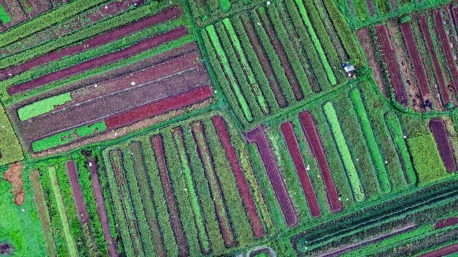 pexels-tomfisk-1571137 | Pugnalom Credits: Tom Fisk, pexels