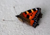 Toter Kleiner Fuchs. Credits: skittlesxjunkie.blogspot.com