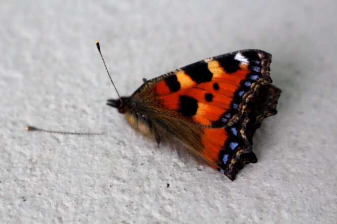 Toter Kleiner Fuchs. Credits: skittlesxjunkie.blogspot.com