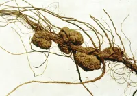 Credits: Clemson University - USDA Cooperative Extension Slide Series, Bugwood.org