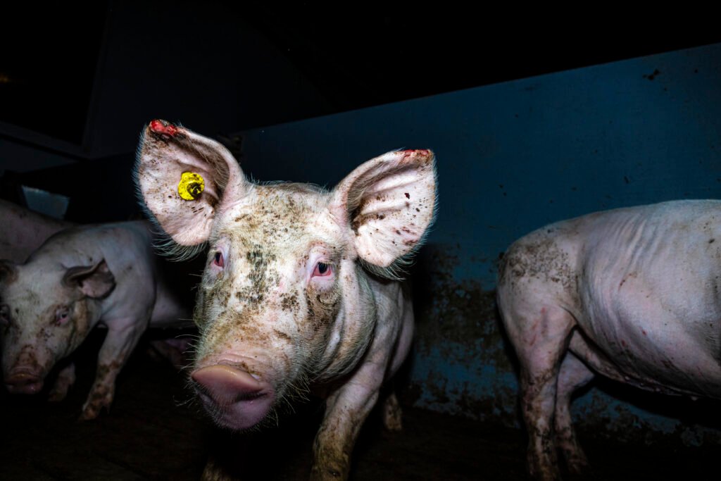 Massive Tierquälerei bei Westfleisch-Zulieferbetrieben aufgedeckt - Videos zeigen kranke verletzte und tote Schweine - ausschließlich Tierwohl-Ställe der Haltungsstufe 2 3 betroffen | Pugnalom Credits: ANNINOVA