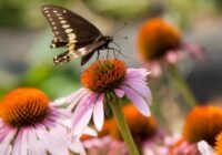 Credits: Nick Sloff, Penn State