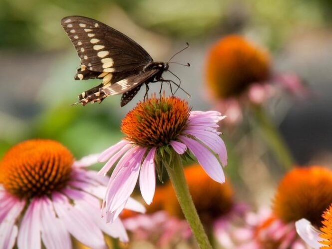 Credits: Nick Sloff, Penn State