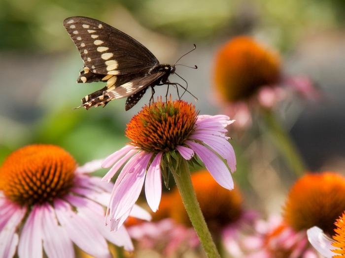 Credits: Nick Sloff, Penn State