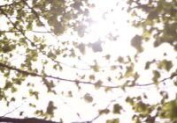 Stadtbäume spielen in Zeiten des Klimawandels eine bedeutende Rolle. | Copyright: © IVORY Productions