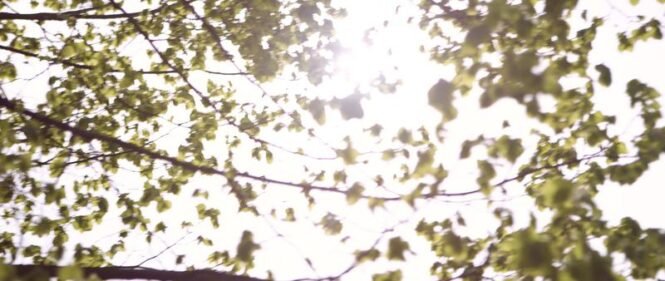 Stadtbäume spielen in Zeiten des Klimawandels eine bedeutende Rolle. | Copyright: © IVORY Productions