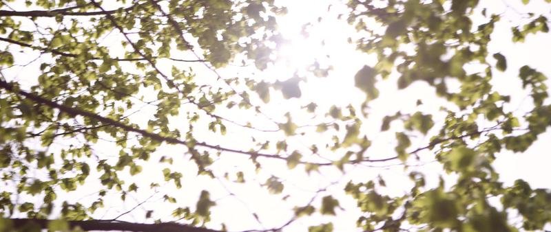 Stadtbäume spielen in Zeiten des Klimawandels eine bedeutende Rolle. | Copyright: © IVORY Productions 