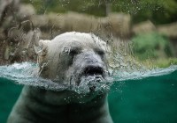 Credits: Makabera, pixabay