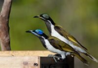 Blaurohr-Honigfresser credits: Gaz_Chapp, pixabay