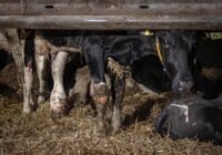 Credits: ANINOVA e.V.