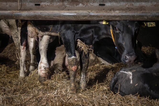 Credits: ANINOVA e.V.