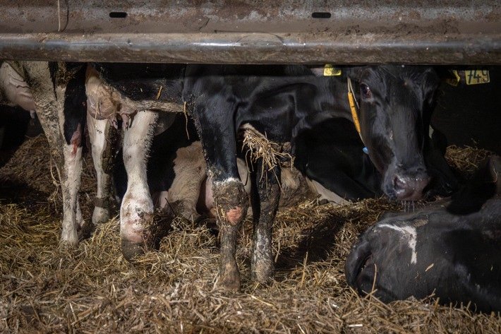 Credits: ANINOVA e.V.