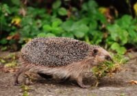 Credits: Alexas_Fotos, pixabay