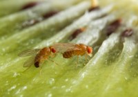 Credits: Anna Schroll, Max-Planck-Institut für chemische Ökologie