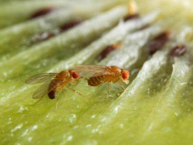 Credits: Anna Schroll, Max-Planck-Institut für chemische Ökologie