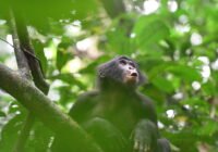 Credits: Martin Surbeck, Kokolopori Bonobo Research Project