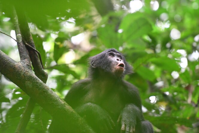 Credits: Martin Surbeck, Kokolopori Bonobo Research Project