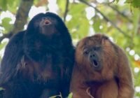 Credits: Jacob C. Dunn