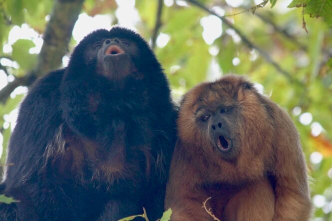 Credits: Jacob C. Dunn