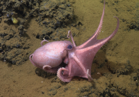 Credits: Schmidt Ocean Institute