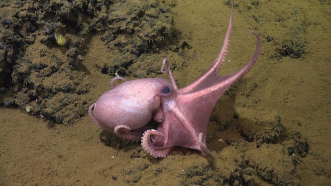 Credits: Schmidt Ocean Institute