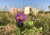 Credits: Wilhelm Ostermann