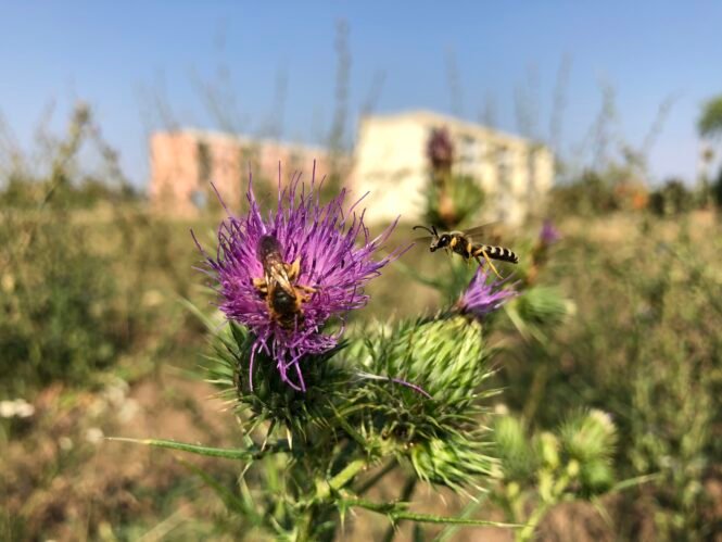 Credits: Wilhelm Ostermann