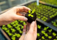 Credits: Woody T. Herner, Hochschule Geisenheim