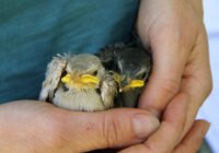 Credits Marius Grabow, mLeibniz-IZW