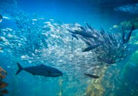 Credits: Hereon, iStock