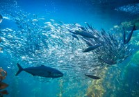 Credits: Hereon, iStock