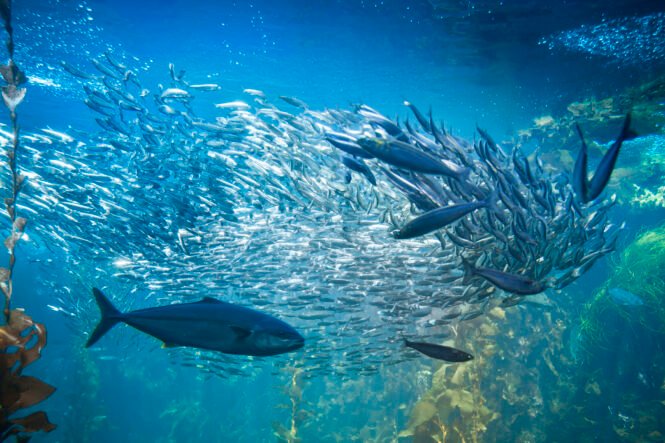 Sea life and fish underwater | Pugnalom Credits: Hereon, iStock