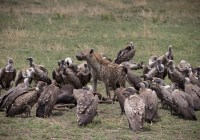 Credits: M. Mara, Adope Stock