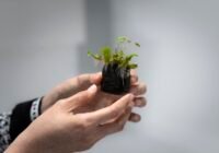 Männliches Lebermoos_ Credits: ISTA