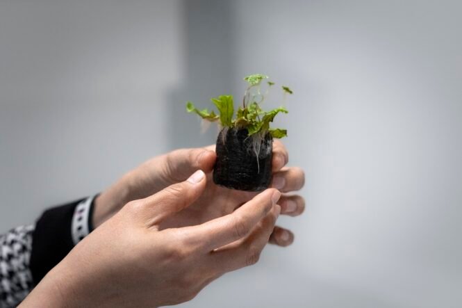 newsimage405938 | Pugnalom Männliches Lebermoos_ Credits: ISTA