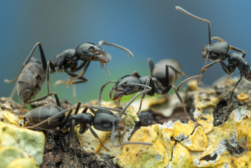 newsimage406103 | Pugnalom Credits: A. Bellersheim, SMNS