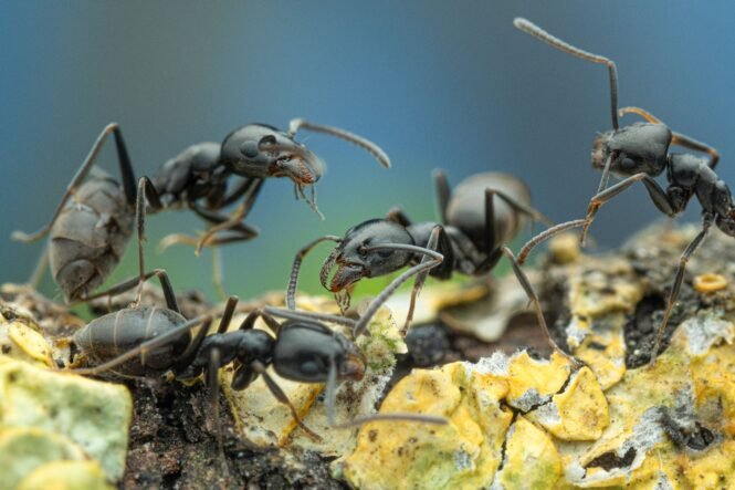 newsimage406103 | Pugnalom Credits: A. Bellersheim, SMNS