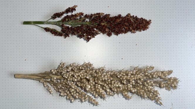 newsimage406174 | Pugnalom Credits: KIT